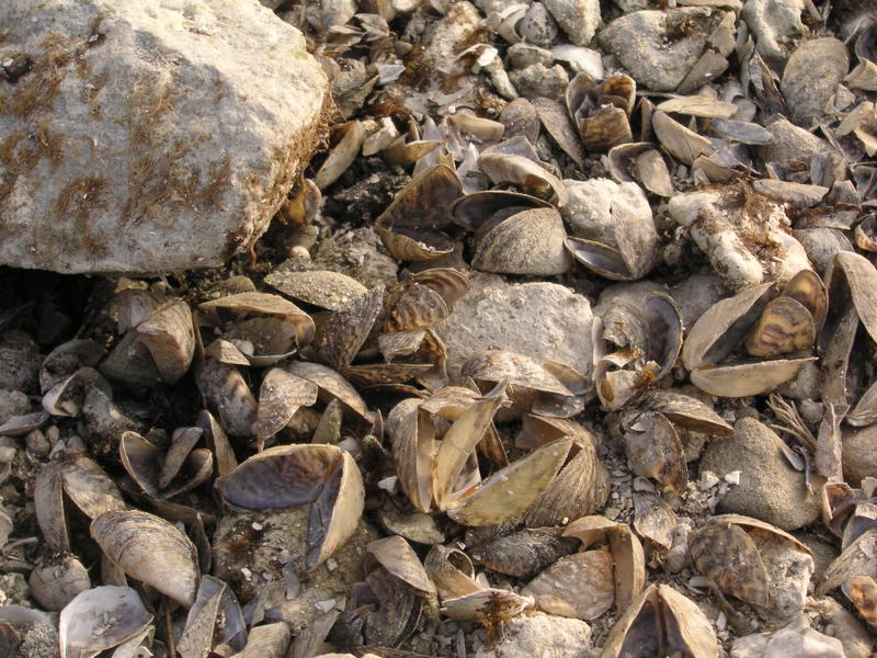 Nicht der Meeresstrand sondern der Bodensee