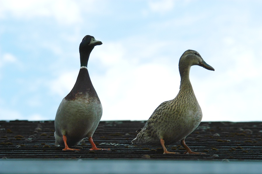 Nicht der Spatz, sondern zwei Enten auf dem Dach