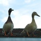 Nicht der Spatz, sondern zwei Enten auf dem Dach