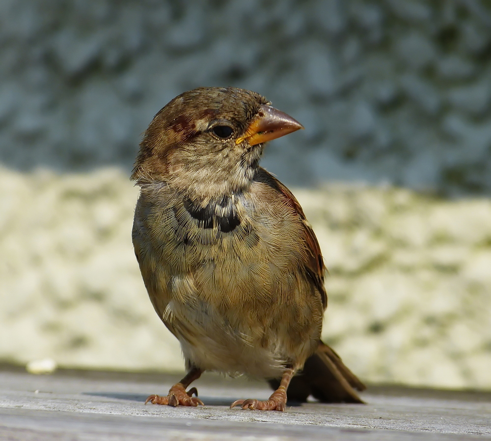 Nicht der Spatz von Paris