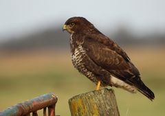 Nicht dicker Bauch sondern dicke Jacke