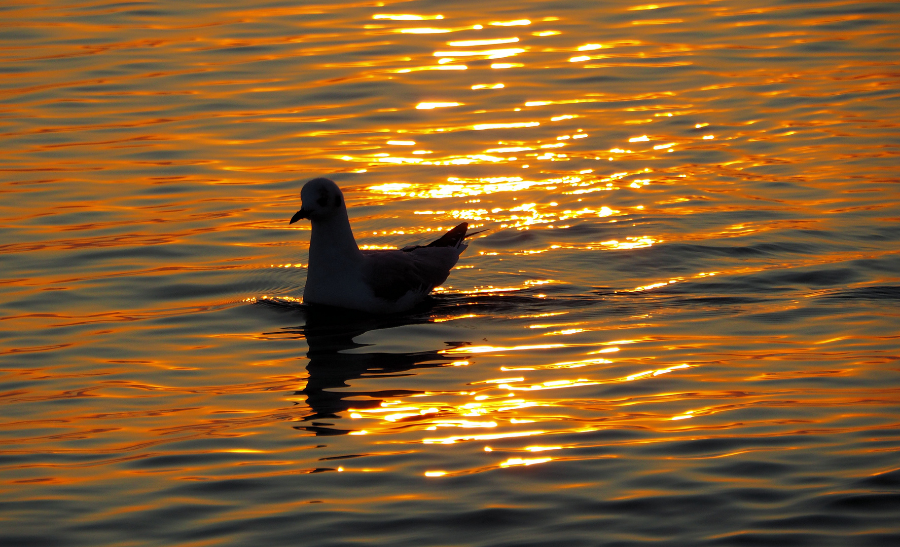 Nicht die goldene Gans .... 