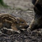 Nicht die Mama...