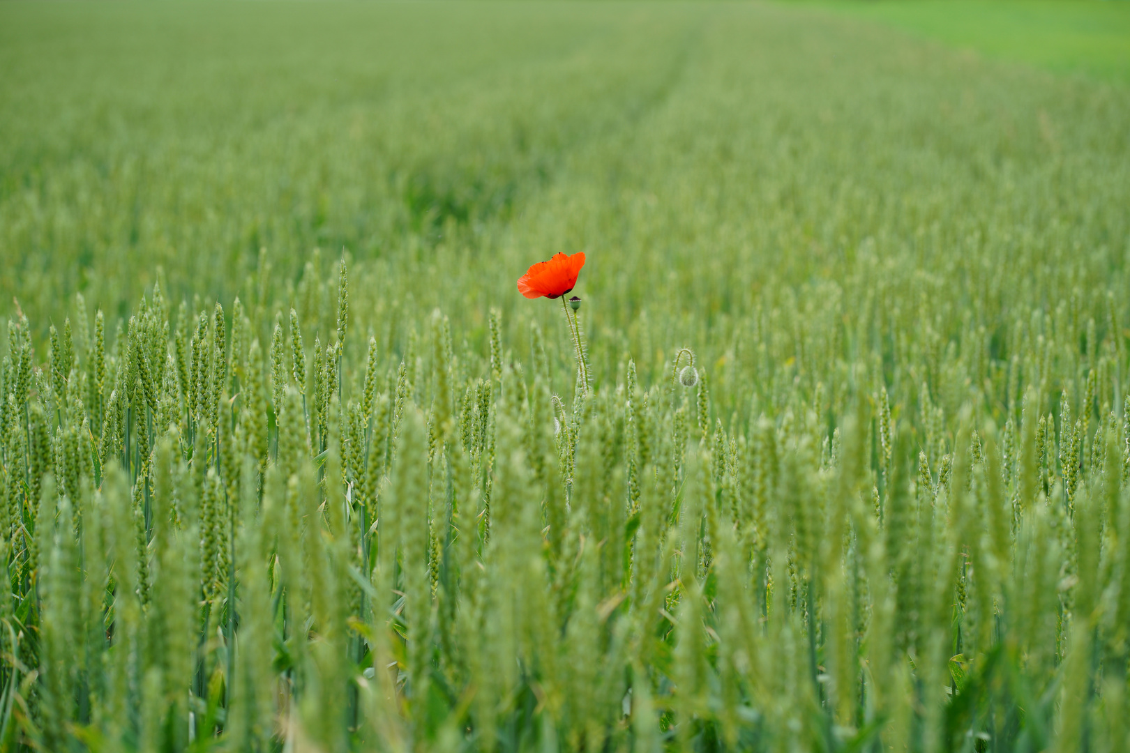 Nicht die Nadel im Heuhaufen, der Mohn im Kornfeld