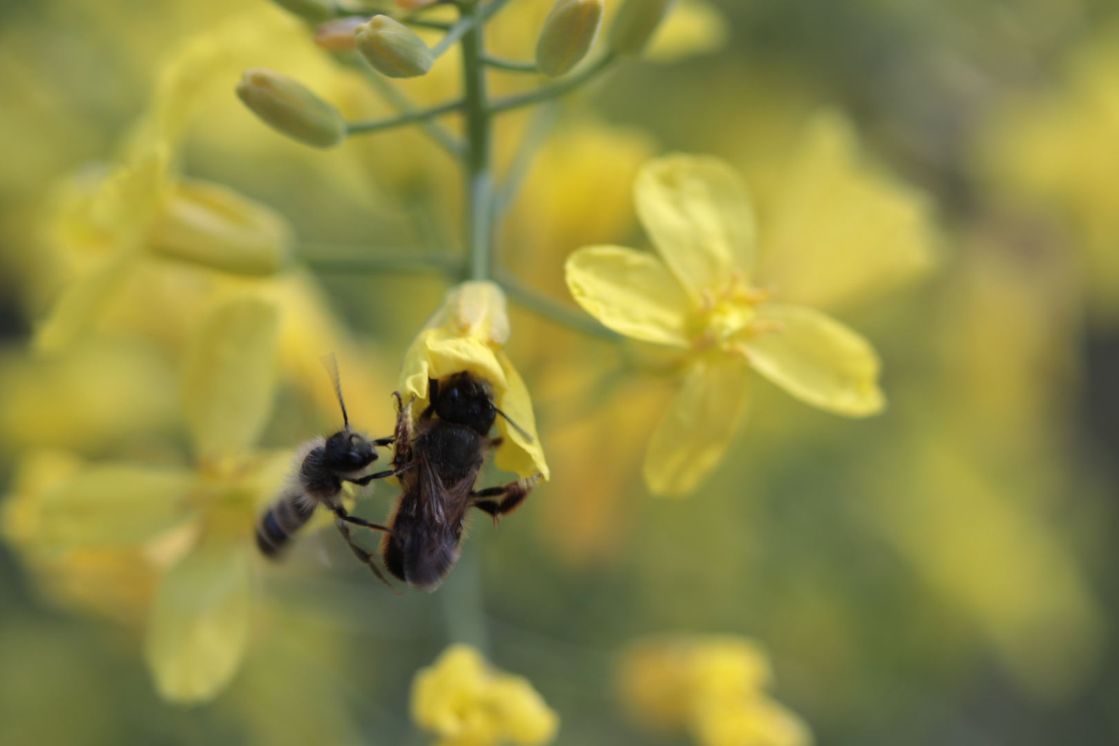 nicht drängeln an der Grünkohlblüte