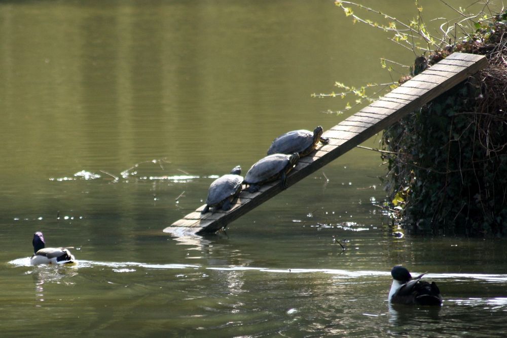 Nicht drängeln auf der Karriereleiter..