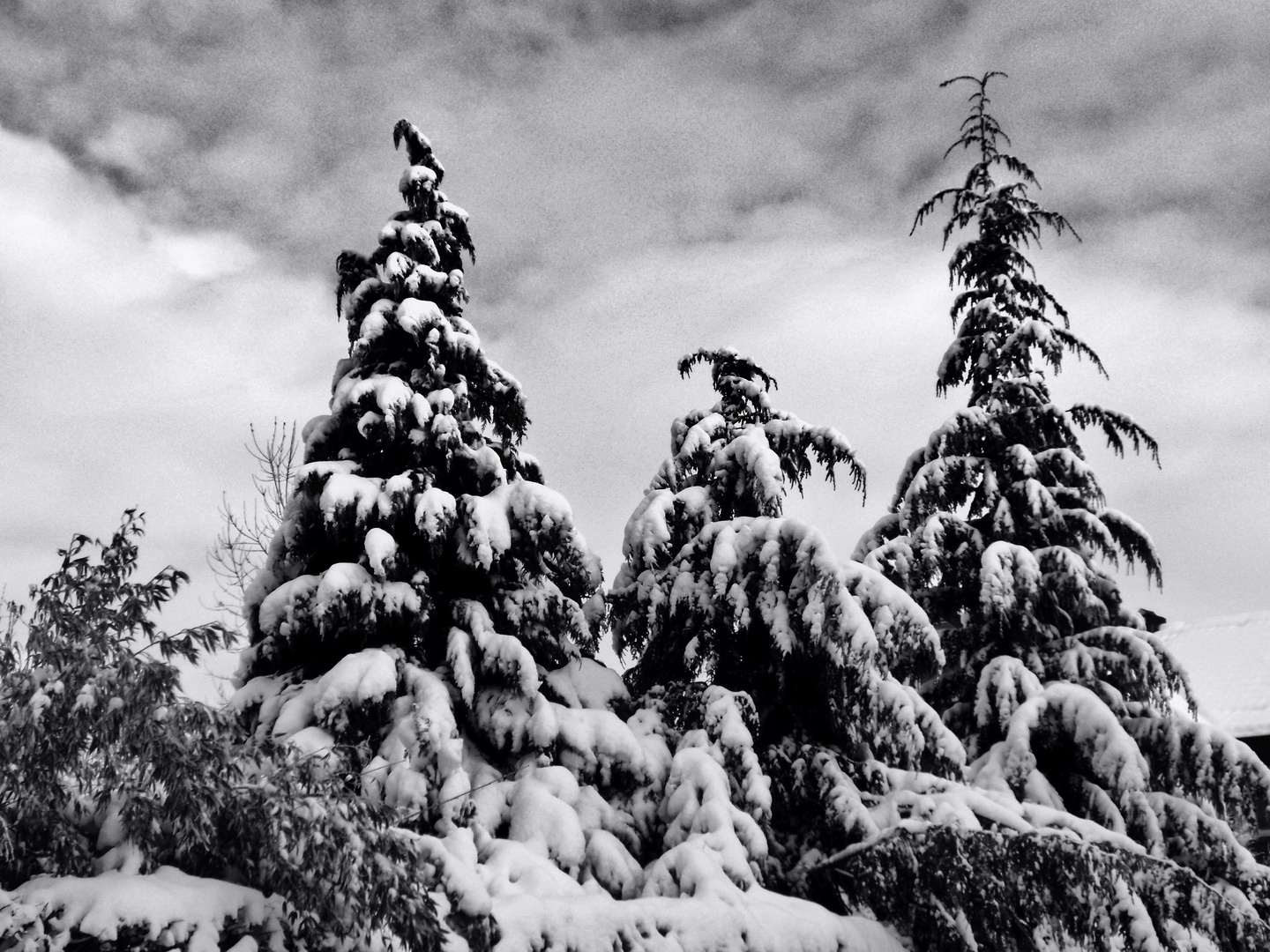 Nicht drei Männer sondern drei Tannen im Schnee !!! Foto & Bild