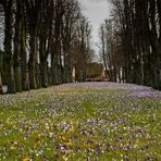 Nicht ein Mittwochsblümchen ... eine ganze Wiese