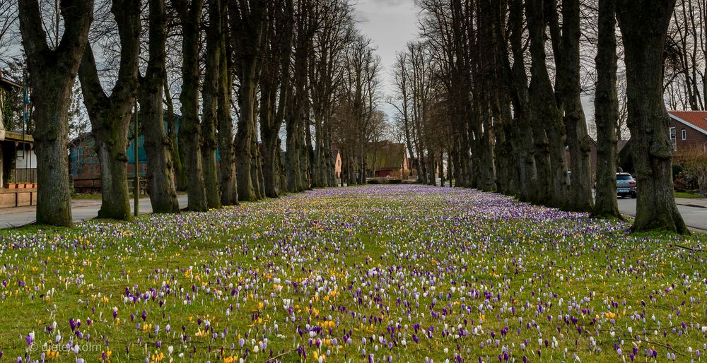 Nicht ein Mittwochsblümchen ... eine ganze Wiese