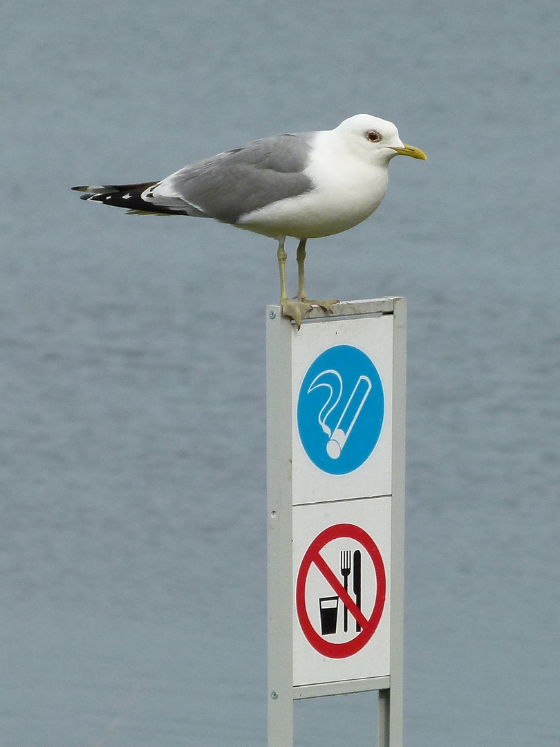 nicht rauchen nicht trinken