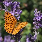 Nicht Frau Kaisermantel sondern Brombeer-Perlmuttfalter!