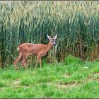 Nicht Fuchs oder Hase...