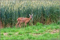 Nicht Fuchs oder Hase...