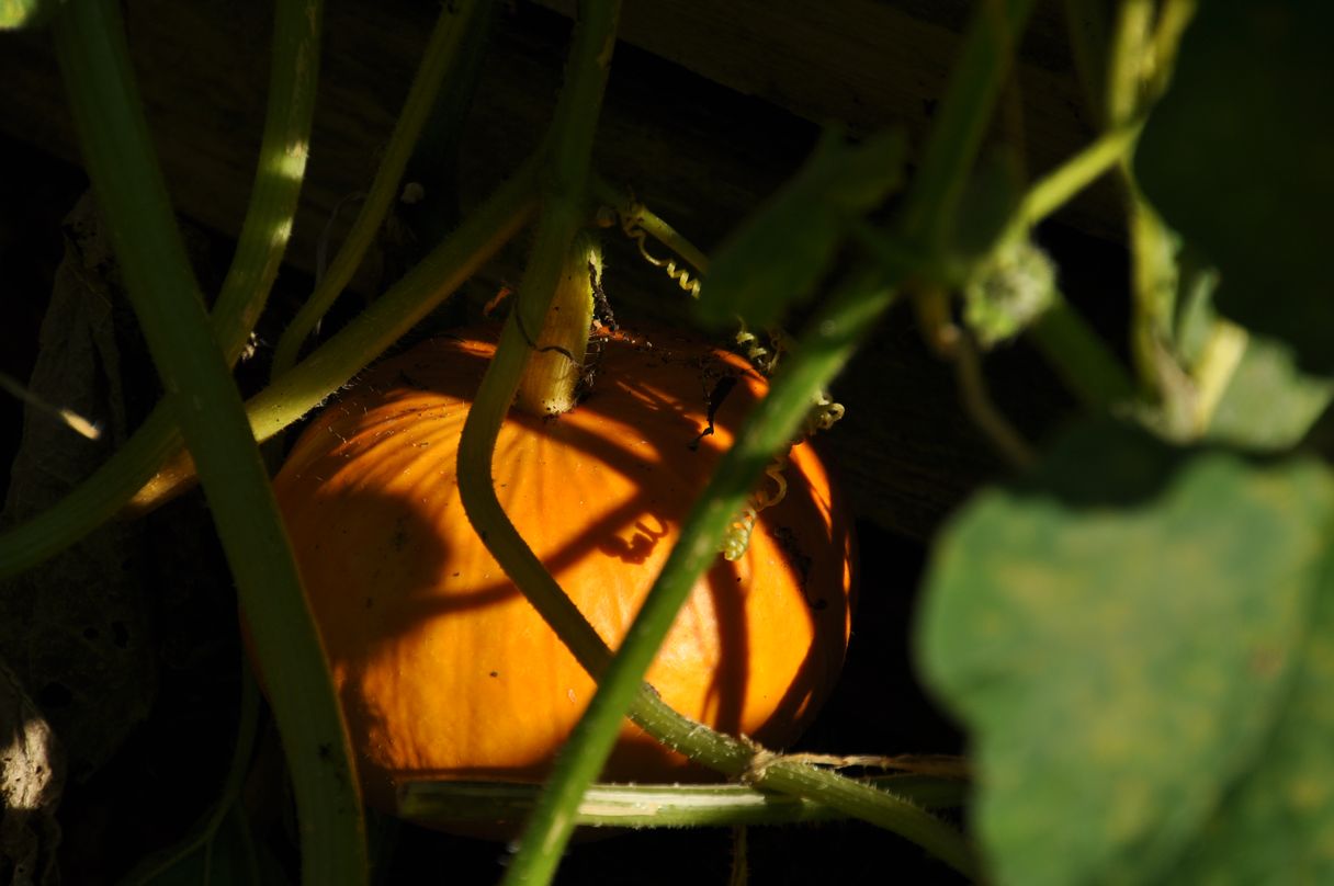 Nicht für Halloween...