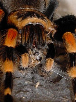 Nicht für Jeden - guten Appetit