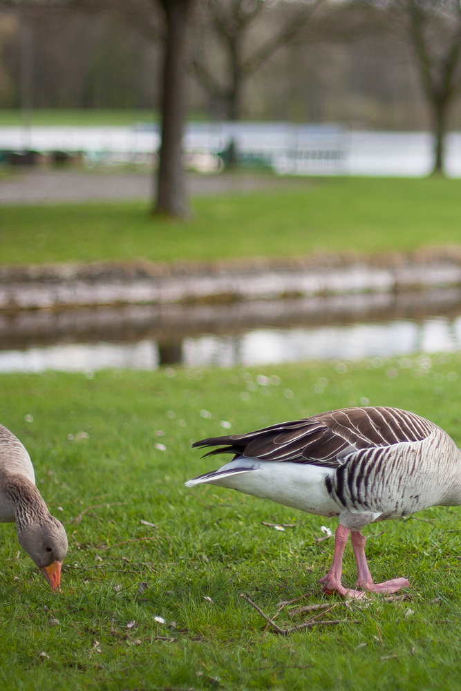 Nicht gans perfekt