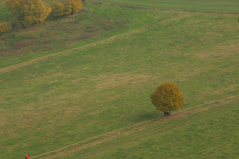 (nicht ganz) einsamer Herbstbaum