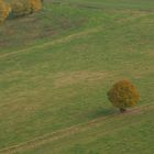 (nicht ganz) einsamer Herbstbaum