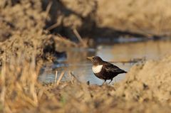 Nicht ganz richtige Wasseramsel