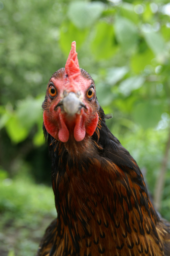 Nicht ganz scharfes Huhn