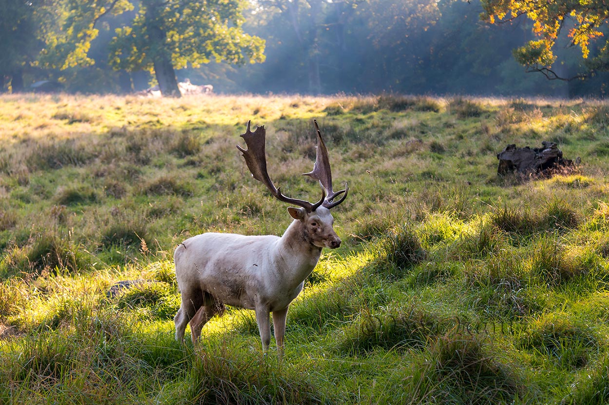 Nicht ganz weißer Hirsch