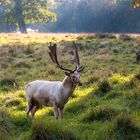 Nicht ganz weißer Hirsch