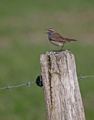 Nicht gerade das Blaue Band des Frühlings...