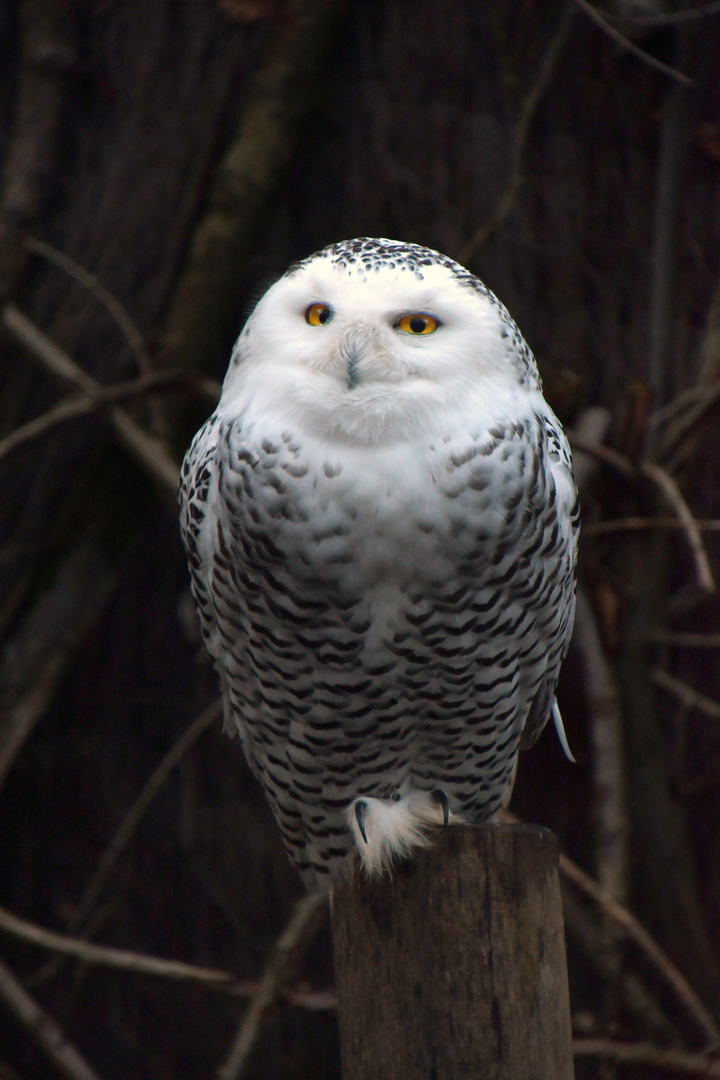 Nicht Hedwig aber auch eindrucksvoll