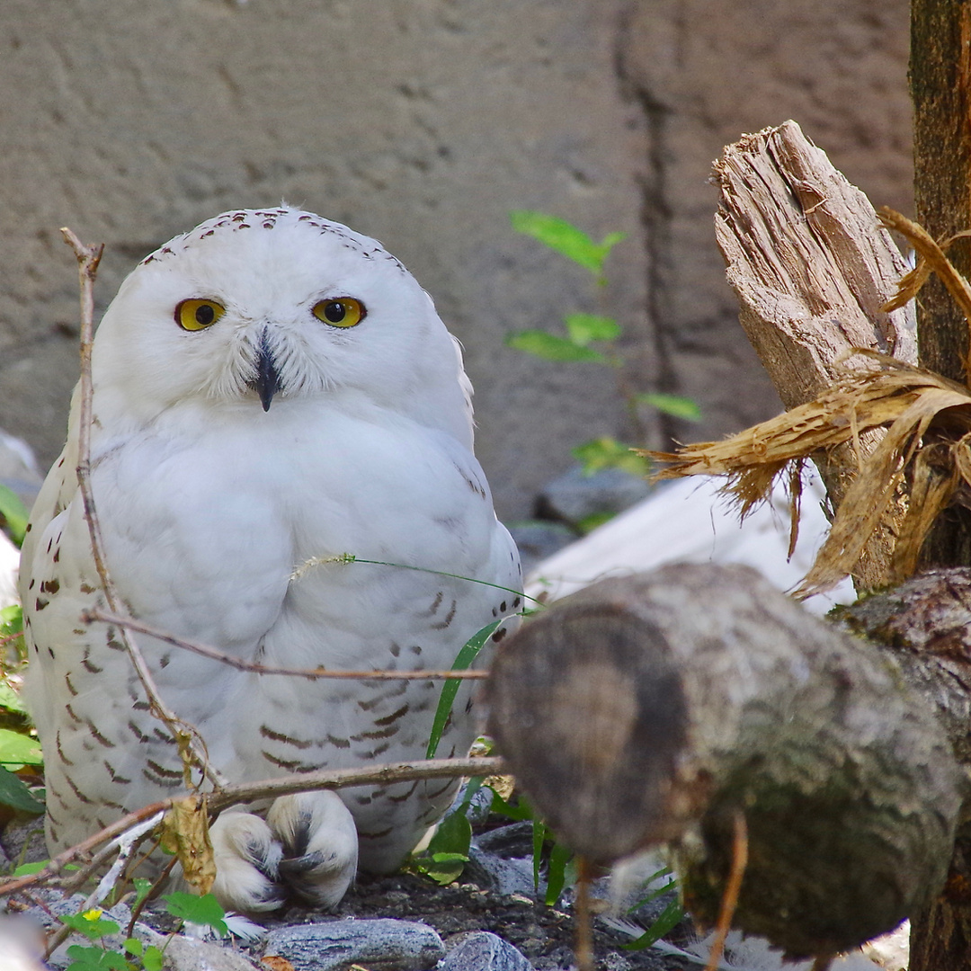 Nicht Hedwig....