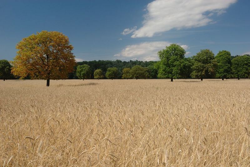 Nicht Herbst, sondern trocken