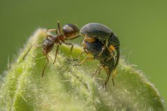 "Nicht hinschauen, das wäre unschicklich!"