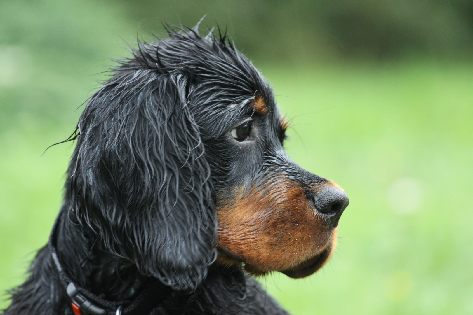 Nicht Hot Dog sondern Wet Dog :-)