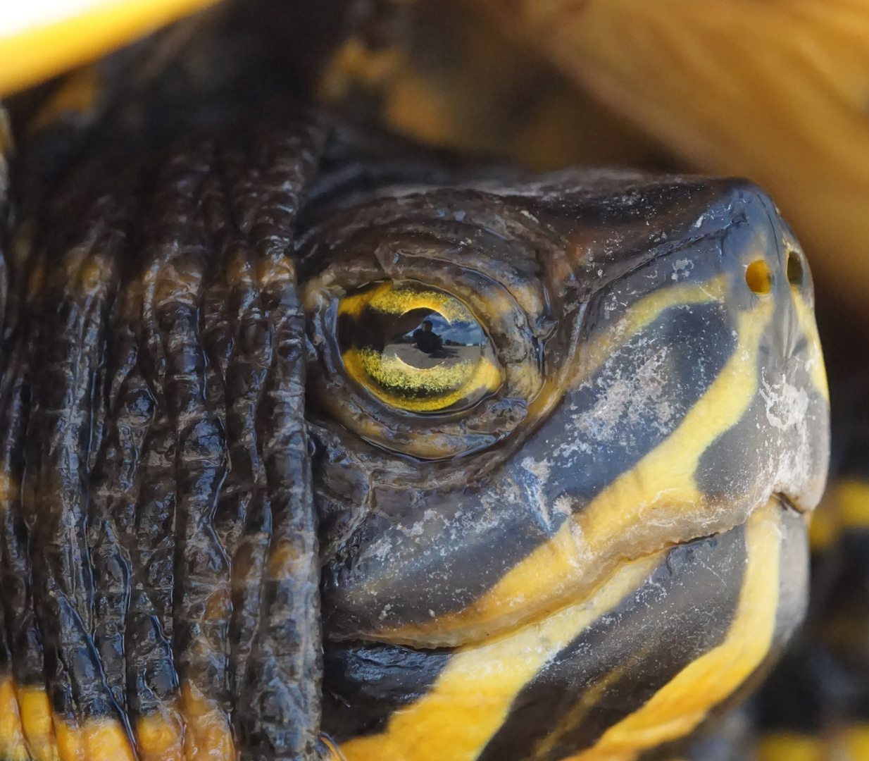 nicht im Auge des Betrachters, Betrachter im Auge der Schildkröte