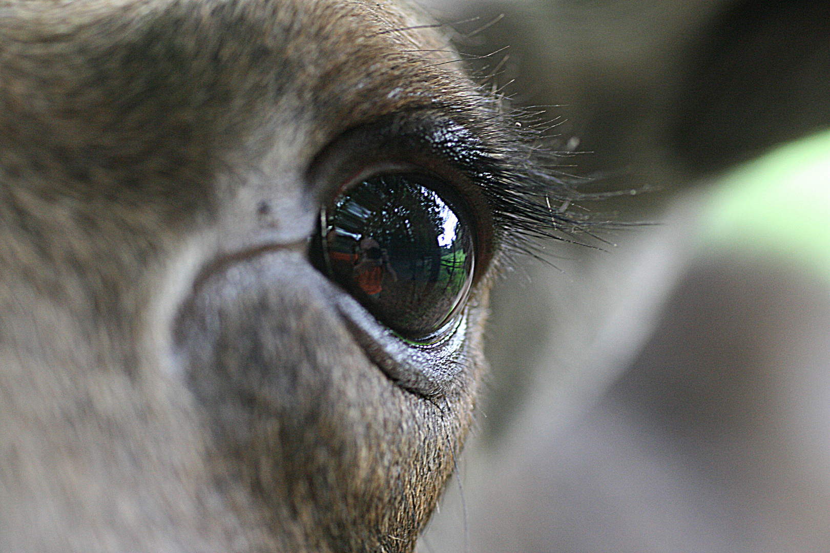 Nicht im Auge des Tigers sondern im Auge des Elches !!