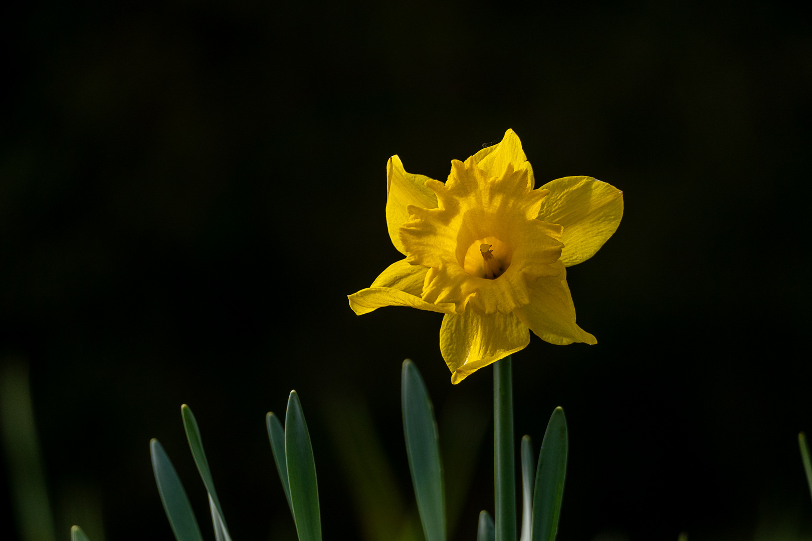 Nicht im Garten, sondern ganz allein in der Natur auf einer Brache