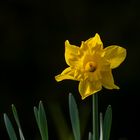 Nicht im Garten, sondern ganz allein in der Natur auf einer Brache