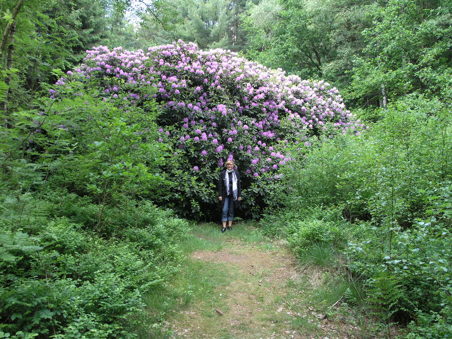 Nicht im Garten, sondern mitten im Wald bei Ollsen