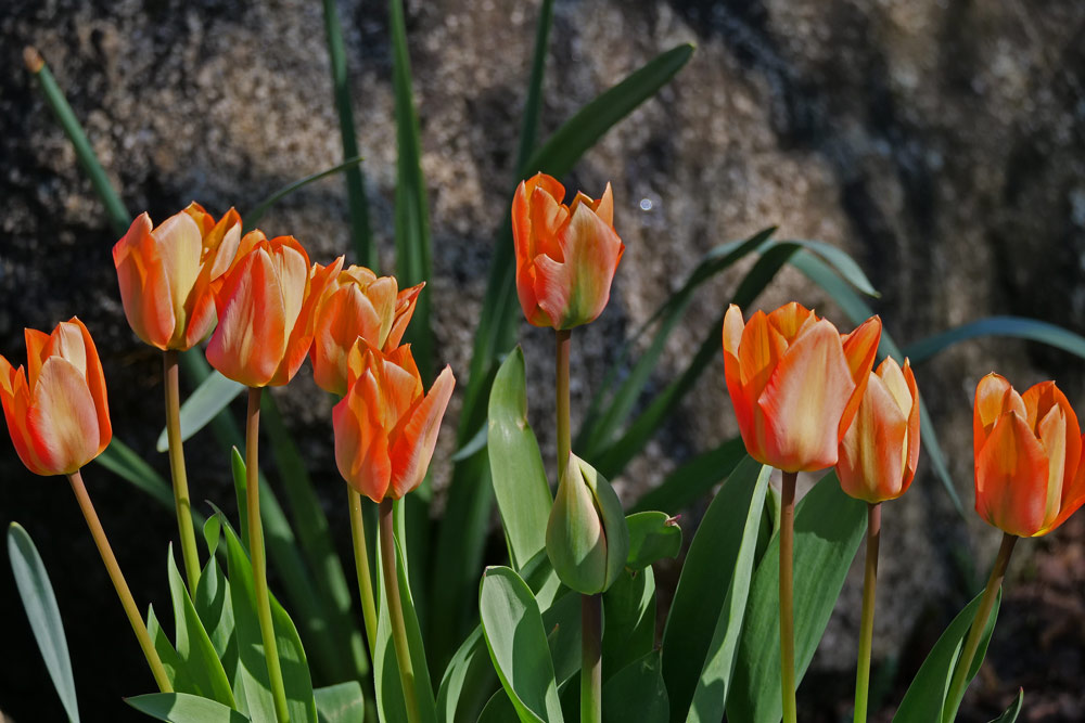 nicht im Palmengarten