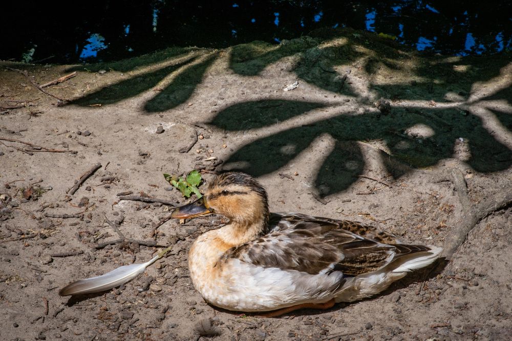 nicht im sondern vorm Schatten