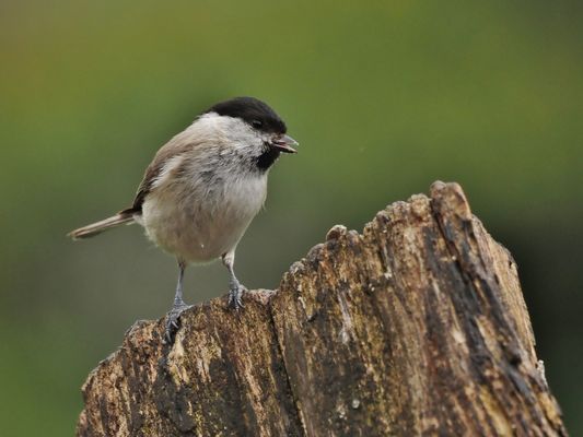 Nicht im Sumpf versumpft
