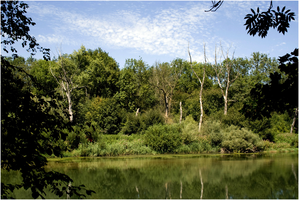 nicht im Urwald