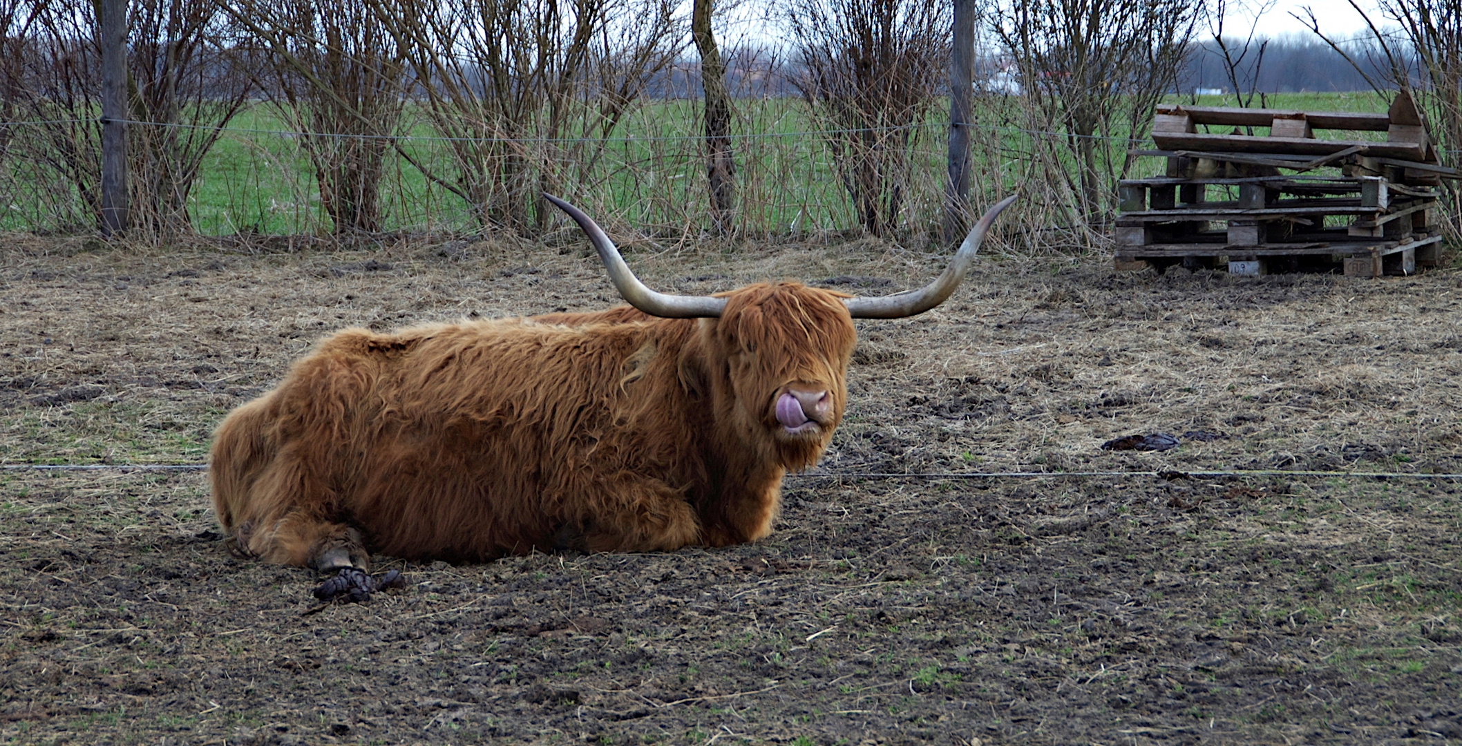 Nicht im Zoo, nicht wildlife, aber in Berlin... !