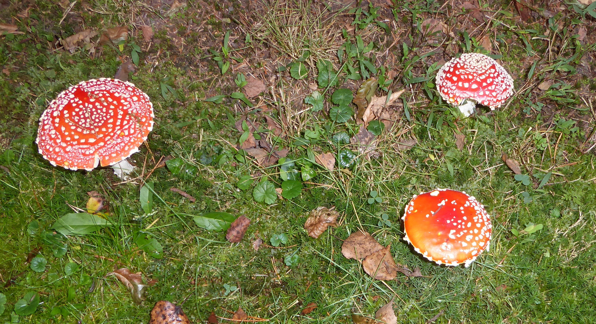 Nicht immer da, wo Fliegenpilze stehen, müssen auch Fliegen sein