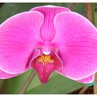 Nicht immer gelingt ein´orchideen.foto so wie dieses, glück muss man auch haben - wünsche euch