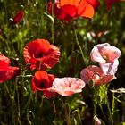 Nicht immer ist der Mohn rot