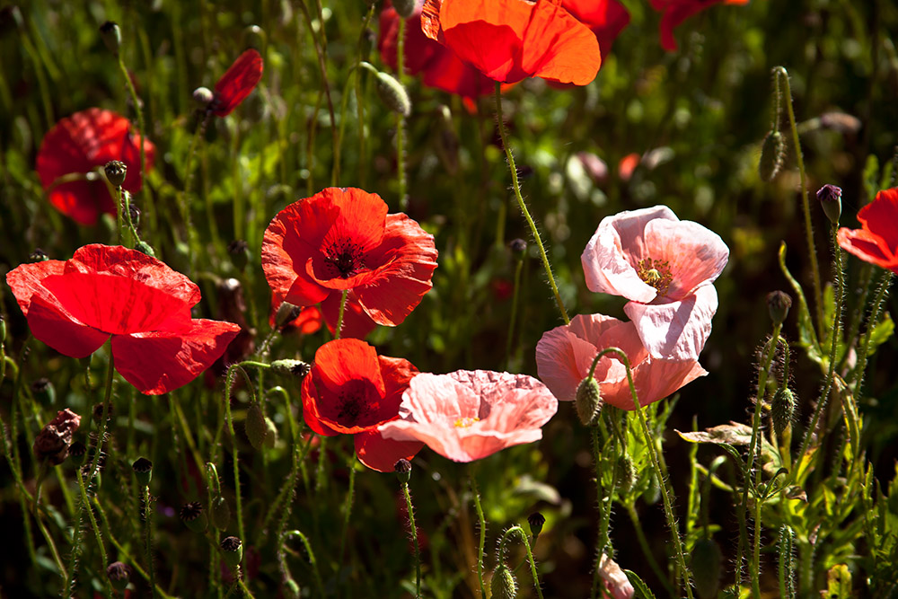 Nicht immer ist der Mohn rot