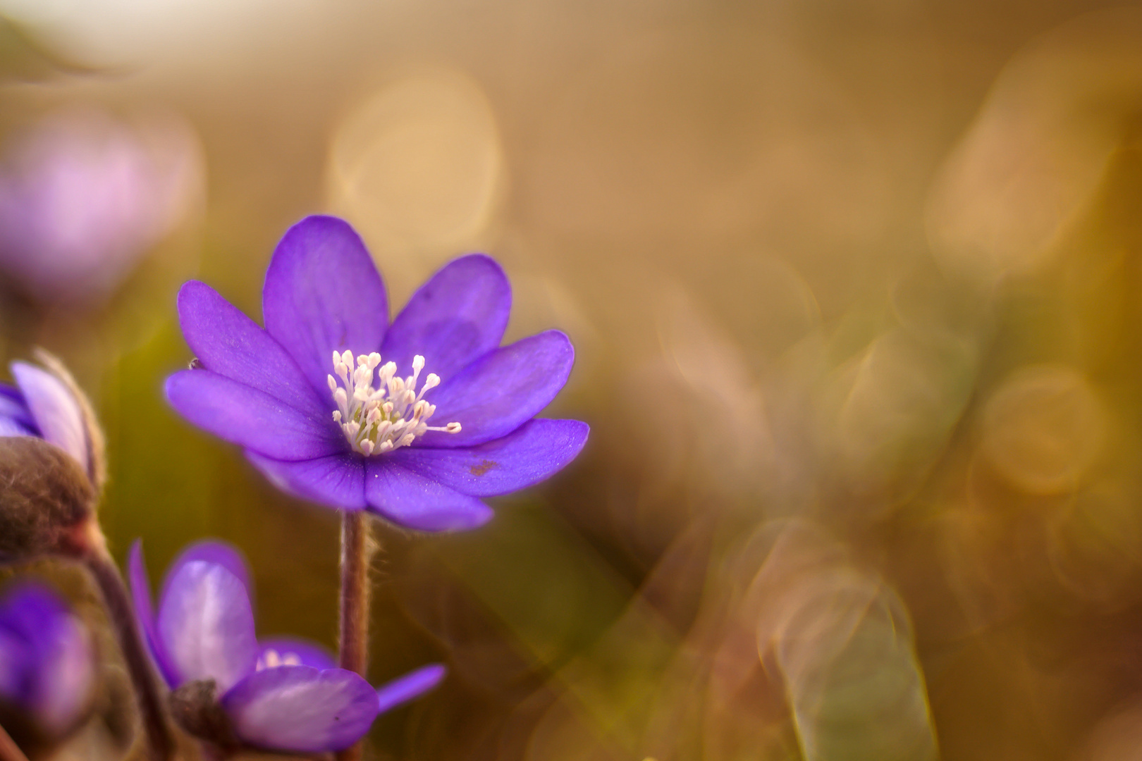 Nicht immer nur Krokus