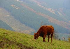 Nicht in den Alpen ....