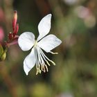 Nicht in meinem Garten - wer kennt sie ?