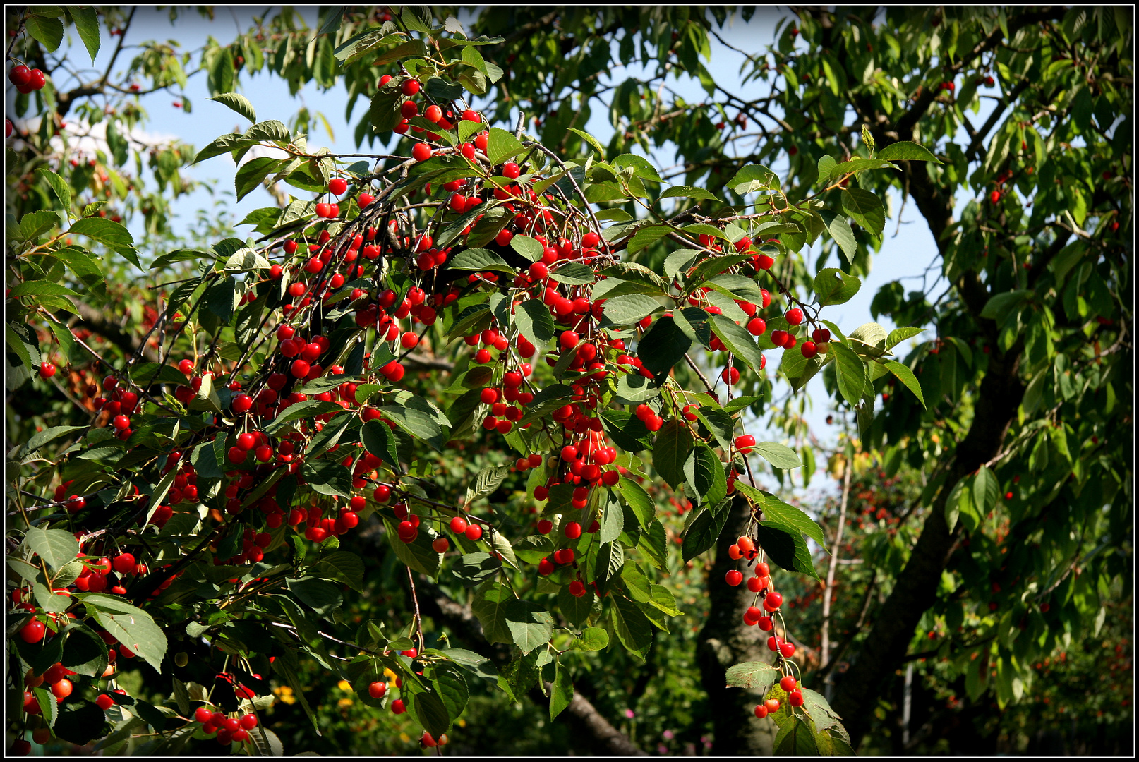 NICHT in nachbars garten